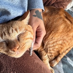 🐯猫〖 トラくん 〗