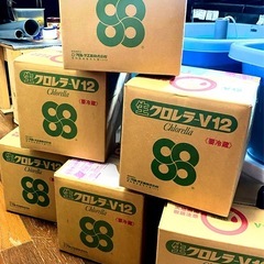 【最安値】　生クロレラ　原液　１００ｍｌ　生き餌　産卵促進　メダカ　金魚　熱帯魚　稚魚　栄養食　グリーンウォーター　青水の画像