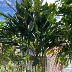 (観葉植物）コルジリネ ストリクタ(千年朴）の画像