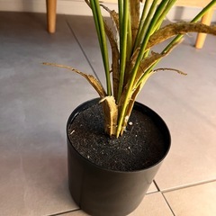 フェイクグリーン アレカヤシの画像