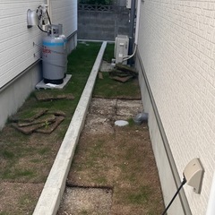 生の芝生の画像