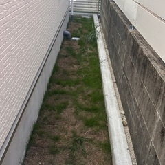 生の芝生の画像