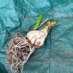 アマリリス 大輪 球根１個の画像