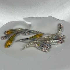 めだか　メダカ　見学だけでもOKです！の画像