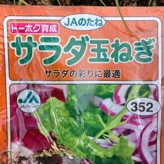 サラダ玉ねぎ(赤玉)の苗の画像