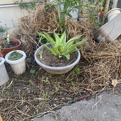 鉢風廃タイヤ（アガベベネズエラ）の画像