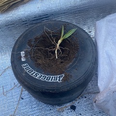 鉢風廃タイヤ（アガベベネズエラ）の画像