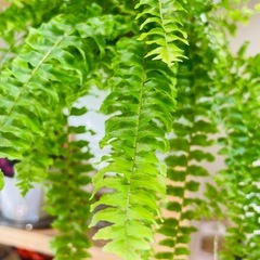 吊るせるハンギング鉢付き！ネフロレピス 珍種フラッフィーラッフルズ！可愛い！の画像