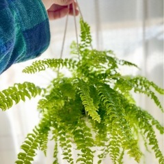 吊るせるハンギング鉢付き！ネフロレピス 珍種フラッフィーラッフルズ！可愛い！の画像