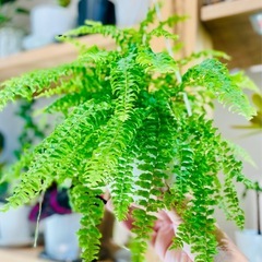 吊るせるハンギング鉢付き！ネフロレピス 珍種フラッフィーラッフルズ！可愛い！の画像