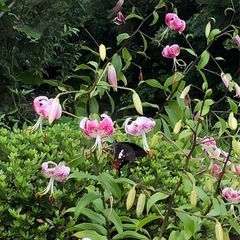 鹿の子百合種
の画像