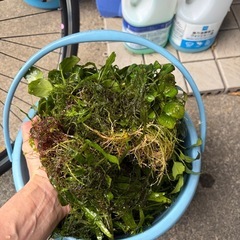 水槽水草の画像