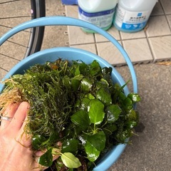 水槽水草の画像