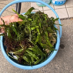 水槽水草の画像