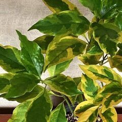 観葉植物 プセウドランテマム アトロプルプレウム 斑入り(大）の画像