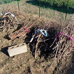 木 枯枝　焚き付け　枝 の画像