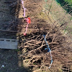 木 枯枝　焚き付け　枝 の画像