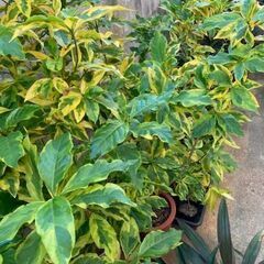 観葉植物 プセウドランテマム アトロプルプレウム 斑入りの画像