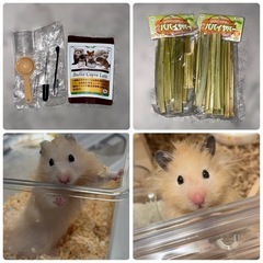 【一式】ハムスター飼育用具の画像