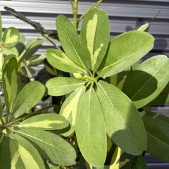 フェイクグリーン　160センチの画像