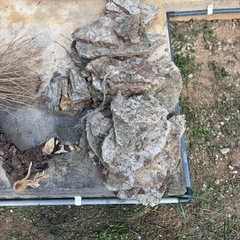 琉球　石灰岩　飛び石の画像