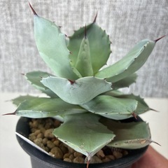 アガベ　白銀兜蟹の画像