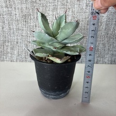 アガベ　白銀兜蟹の画像