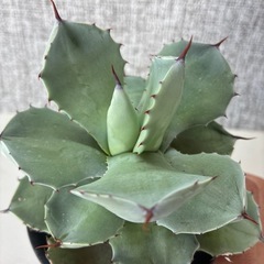 アガベ　白銀兜蟹の画像