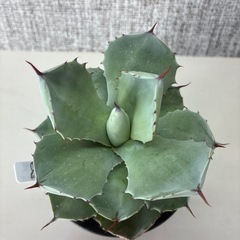 アガベ　白銀兜蟹の画像