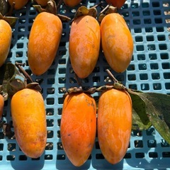 レア品　渋柿　20個(生)の画像