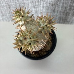 パキポ　デンシフローラムの画像