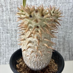 パキポ　デンシフローラムの画像