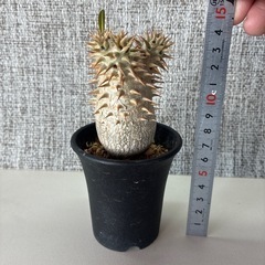 パキポ　デンシフローラムの画像