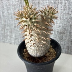 パキポ　デンシフローラムの画像