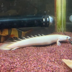 ポリプテルス3匹セット（アンソルギー、ラプラディ、プラチナセネガルス）の画像