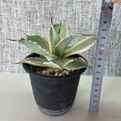 アガベ　アイスクリームの画像