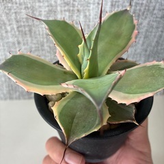 アガベ　アイスクリームの画像