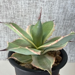 アガベ　アイスクリームの画像