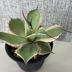 アガベ　アイスクリームの画像