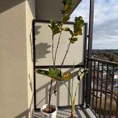 観葉植物　オーガスタ、カシワゴムバービーノの画像