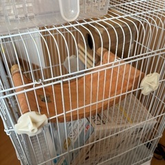 小動物ゲージの画像