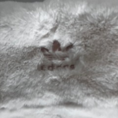 アディダス オリジナルリアルエコファージャケットの画像