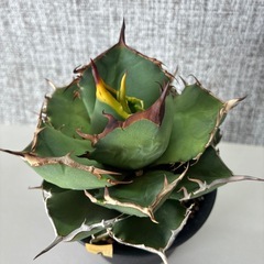 アガベ　チタノタ実生の画像