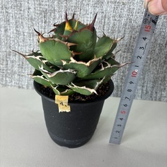 アガベ　チタノタ実生の画像