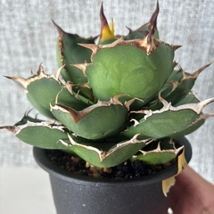 アガベ　チタノタ実生の画像