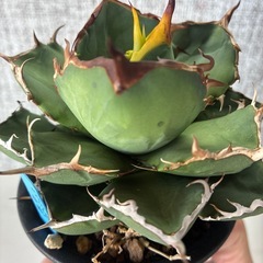 アガベ　チタノタ実生の画像