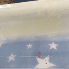 衣装ケースの画像