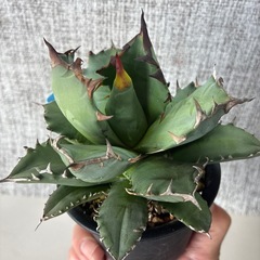 アガベ　姫厳竜aの画像