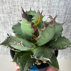 アガベ　姫厳竜aの画像