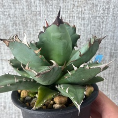 アガベ　姫厳竜aの画像